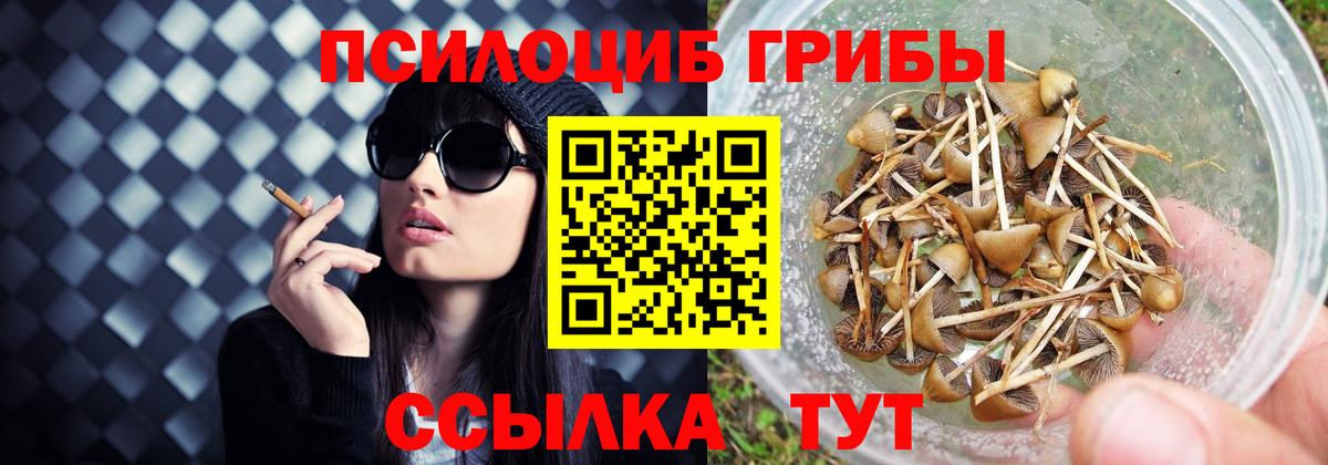 Псилоцибиновые грибы Psilocybine cubensis Санкт-Петербург